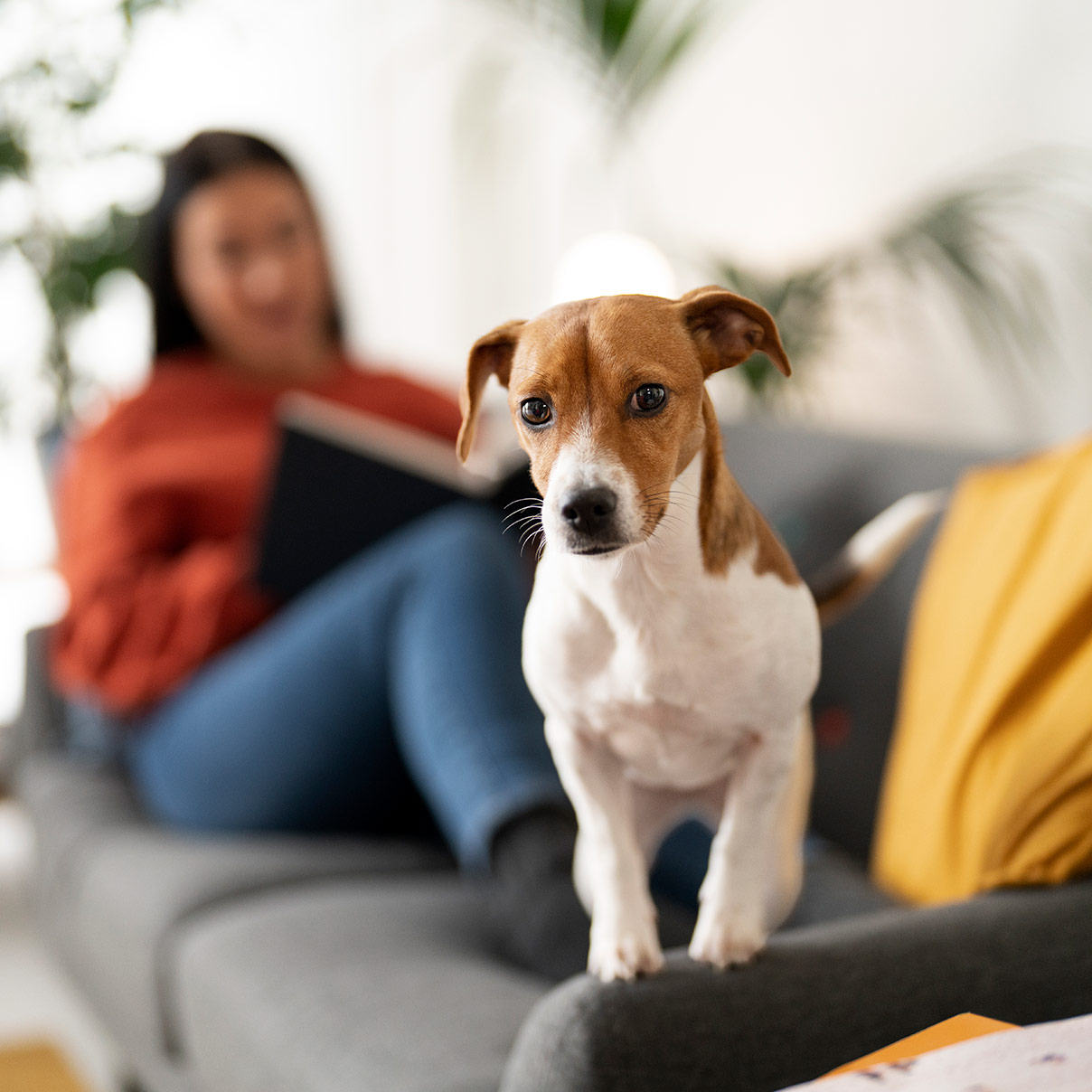 pet-lifestyle-together-with-owner-1208×1208